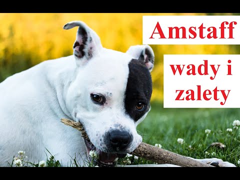 Wideo: American Staffordshire Terrier Dog Breed Hipoalergiczny, Zdrowy I Długowieczny