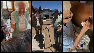 Learn More About Equine Elders