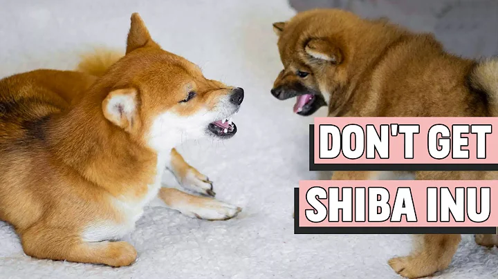 Don't Get A Shiba Inu | 5 Reasons Not To Get One