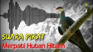 Suara pikat burung merpati hutan.super jernih 100% pasti nyaut