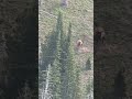 A cow elk in Montana pummels a mountain lion that is killing her calf. The lion kept its prize. image