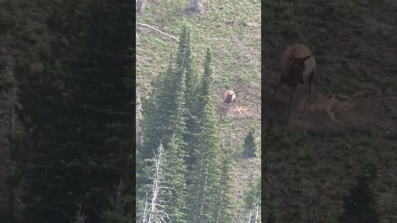 A Cow Elk In Montana Pummels Mountain Lion That Is Killing Her Calf The Kept Its Prize 