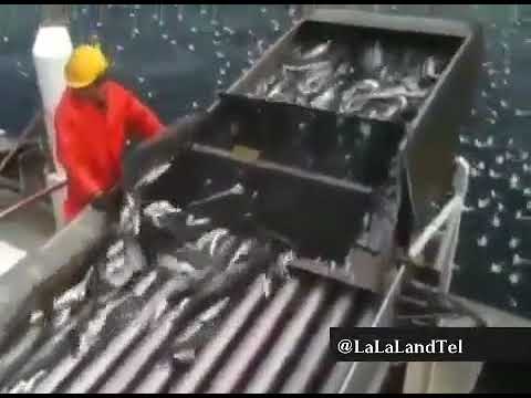 غارت ماهی های خلیج فارس به سبک چینی ها 