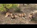 Прайд Олежки или четыре мушкетера! Four beautiful lions in the Olezhki pride in Taigan!