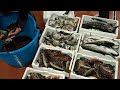 Tante specie del Mediterraneo nella zona di Catania e Province #amazing #fish #fishing