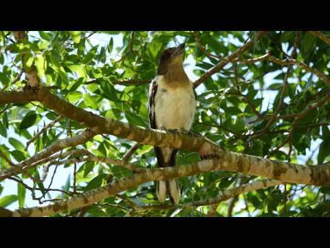 Juvenile Pied Butcherbird