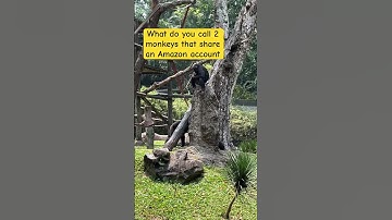 What do you call 2 monkeys that share an Amazon account #dadjokes #shorts