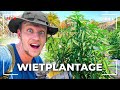 Ik bezocht een wiet plantage  expeditie jamaica 3