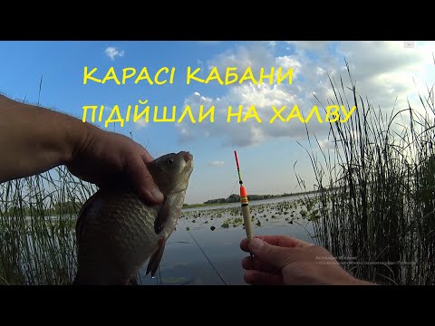 Карасі кабани підійшли на халву! Не очікував такої роздачи на вудочку!