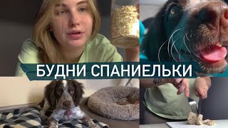 ОДИН ДЕНЬ РУССКОГО ОХОТНИЧЬЕГО СПАНИЕЛЯ/ЧТО КУШАЕТ/КАК ГУЛЯЕТ/ЧТО ГРЫЗЕТ