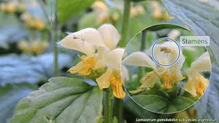 Lamiaceae - UK wildflowers - Five-minute families