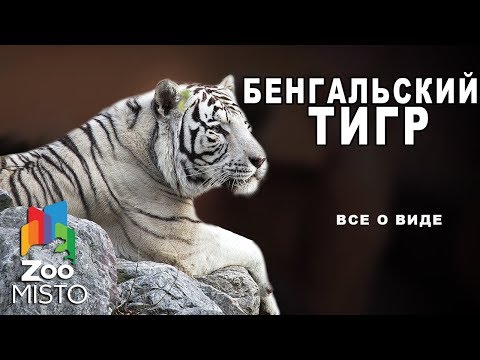 Video: Malajski tigar: opis, fotografija