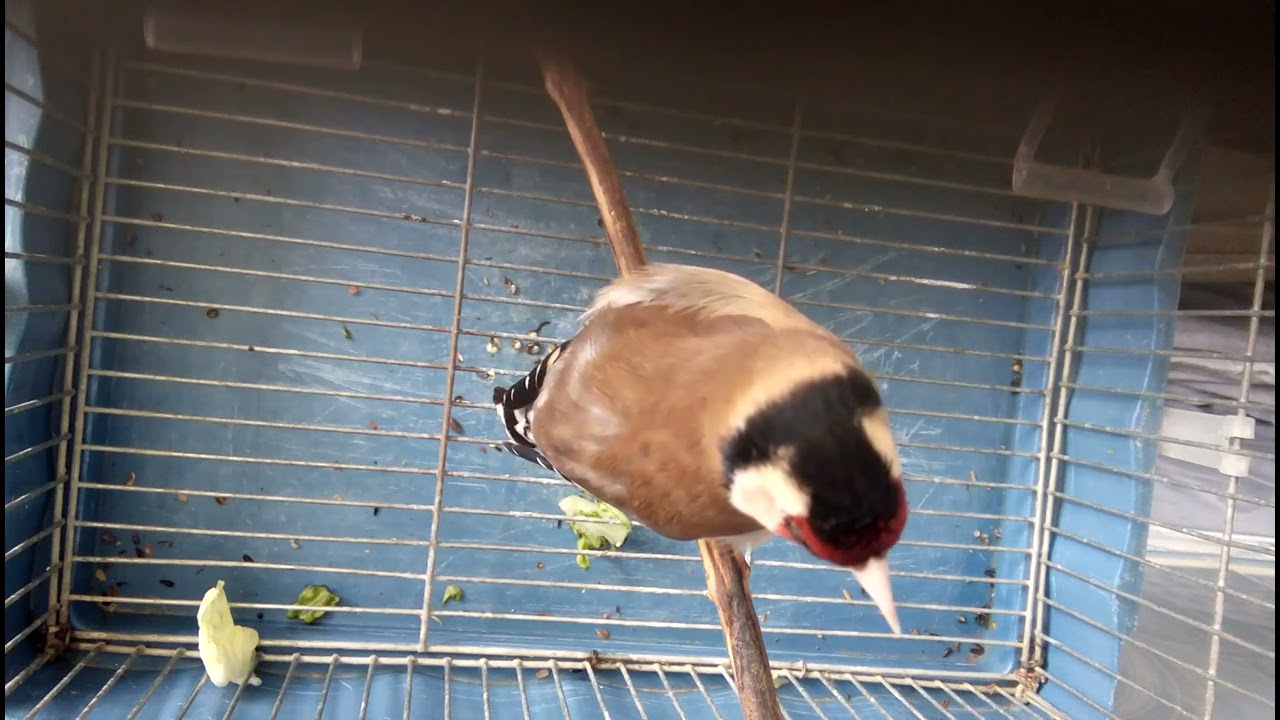 غناء حسون خلوي رووعة التعليم فرخ الحسون