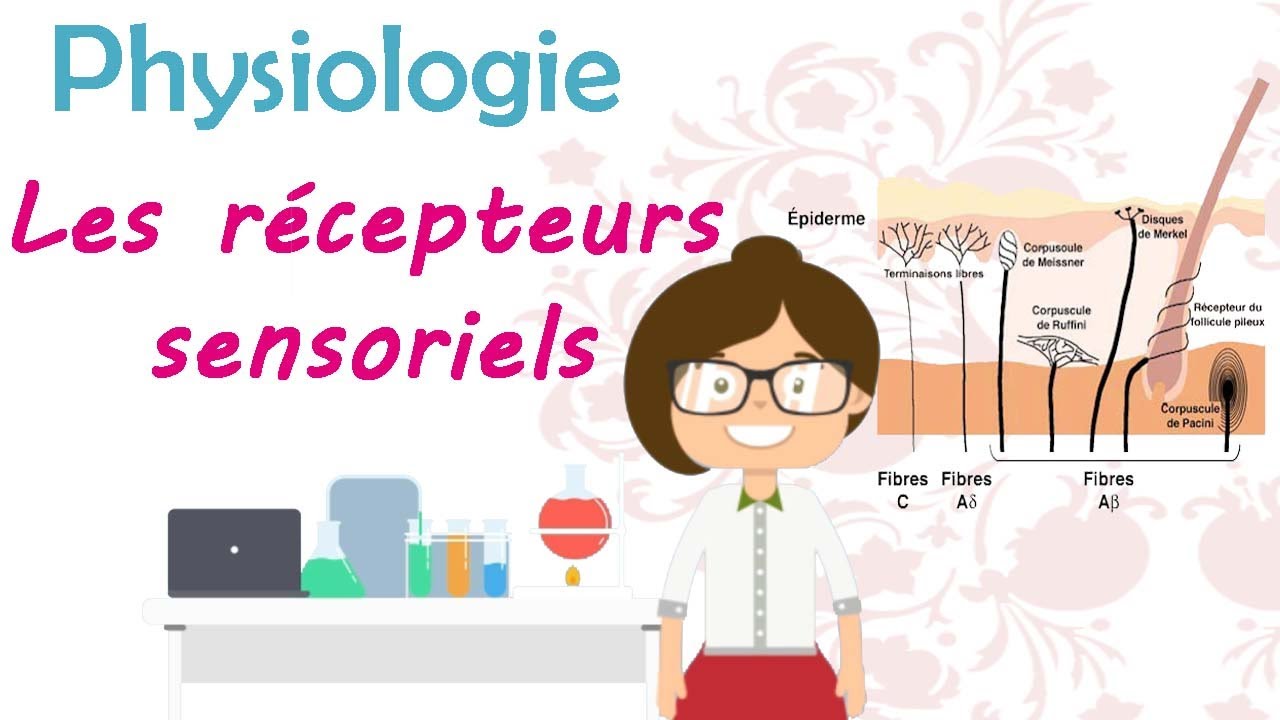 Physiologie  les récepteurs sensoriels - cours de 2 ème année médecine 