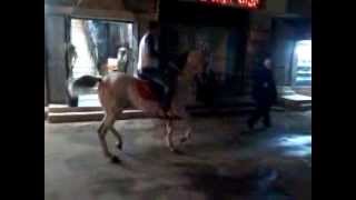 sale Arabic  horse to EU