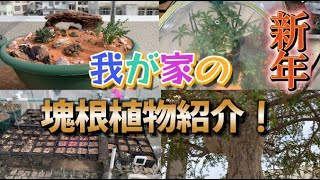 「カッコよく育てる塊根植物」第48話