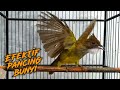 Cucak Jenggot Mbeset Ngepik Cepat Pancing Emosi Burung Bahan Mp3 - Mp4 Download