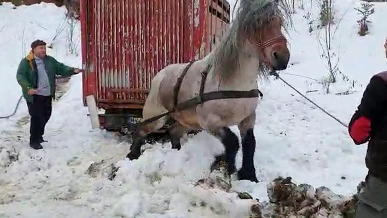 Armăsarul zis Buldozer a câștigat 10 mii sau nu la dl. Sorin Șoricelul Pop