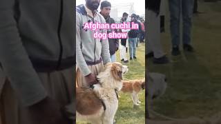 afghan kuchi in dogshow DHA multan | dogshow 2024 DHA multan @Viraltwins63