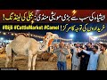 Asia's Biggest Cattle Market near Karachi Northern Bypass: 'Bijli' the Camel Steals the Show!"Vlog 