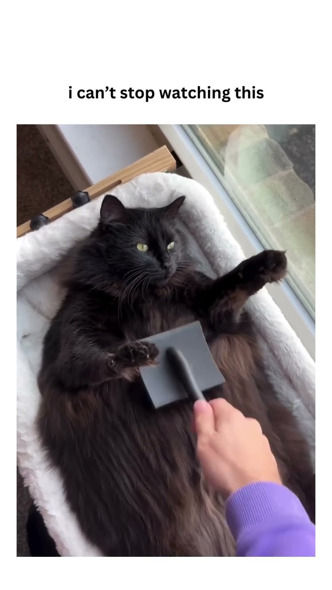 Kittyo being rubbed down enjoying they luhhh life