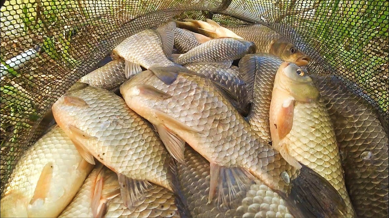 Бешеный клёв крупного карася на поплавочную удочку. Рыбалка весной. Поплавок крупным планом.