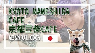 【VLOG】日本京都豆柴CAFE | Kyoto Mameshiba Cafe Japan