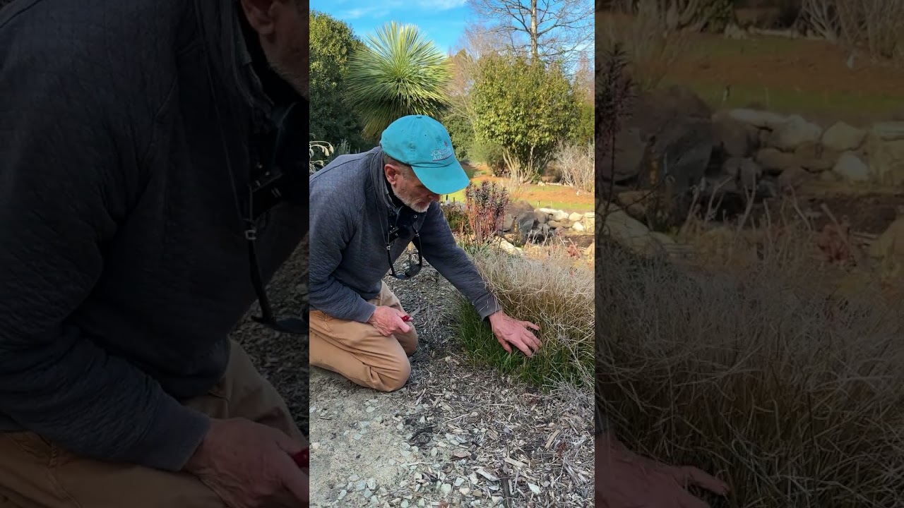 When should you cut back Carex? Before they start to bloom! 