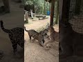 Jaguar vs Puma #Jaguar #Caiman #Wildlife #AmazonWildlife #AnimalEncounter #Predator