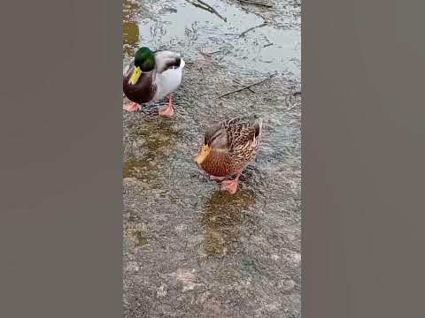 🦆Утки зимой в городе Вильнюс, Литва. ️ - YouTube