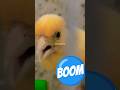 أقوى تغريد للكناري Chant Canari Birds Birdsounds Kenari تحفيز طائر الكناري أقوى تغريد للكناري Chant Canari Birds Birdsounds Kenari تحفيز طائر الكناري