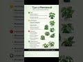 Types of Monstera: Every Variety Ranked by Difficulty 🌿#monstera #houseplants #plantcare