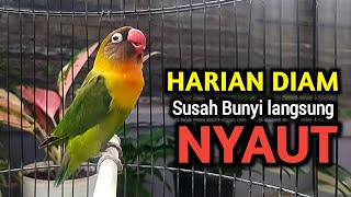 SUARA BURUNG LOVEBIRD NGEKEK FIGHTER FULL EMOSI, LOVEBIRD HARIAN DIAM SUSAH BUNYI LANGSUNG NYAUT