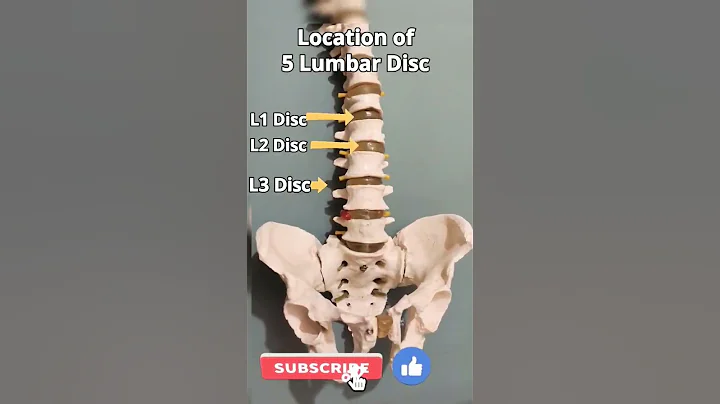 Location of 5 Lumbar Disc #shorts #lumbar #disc #spine #health #lumbarspine