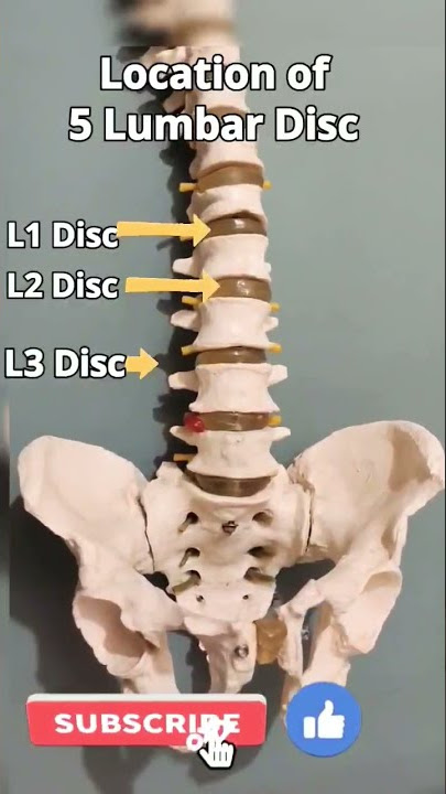 Location of 5 Lumbar Disc #shorts #lumbar #disc #spine #health #lumbarspine