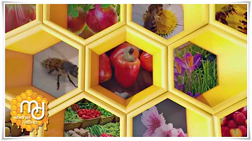Como desaparecimento das abelhas podem prejudicar a produção de alimentos?
