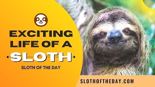 Exciting Life of a Sloth From Sloth of The Day