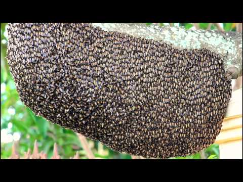Indonesian Honey Bee (Apis dorsata binghami)