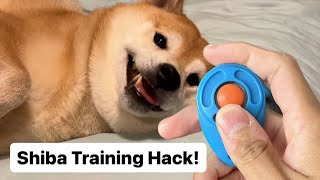 How to Train a Shiba  Using a Clicker