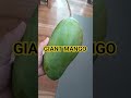 Giantmango thailand cambodian vietnam