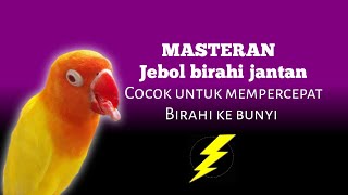 Masteran Jebol birahi emosi jantan. Birahi ke Bunyi.