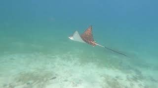 Waterlemon Cay. St Thomas/St John (by Snorkeling Quest)