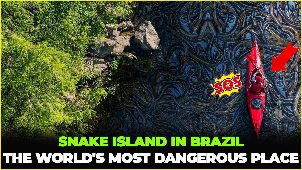 BRAZIL SNAKE ISLAND - THE MOST HORRIFYING PLACE IN THE WORLD - YouTube