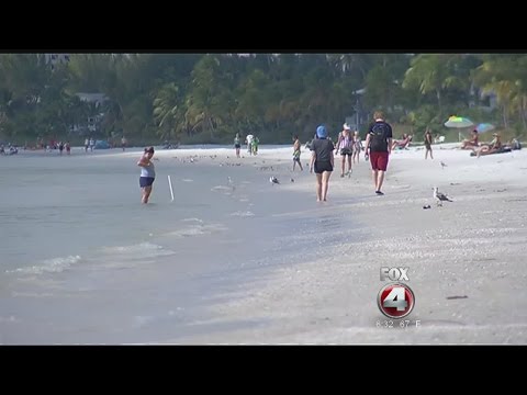 Video: 7 Tempat Paling Liar Di The Beaches Of Fort Myers & Sanibel - Matador Network