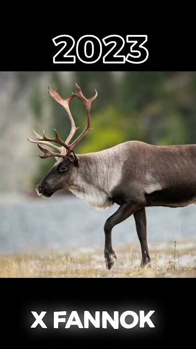 2023 Caribou and 5000bce caribou||x fannok||#shortvideo