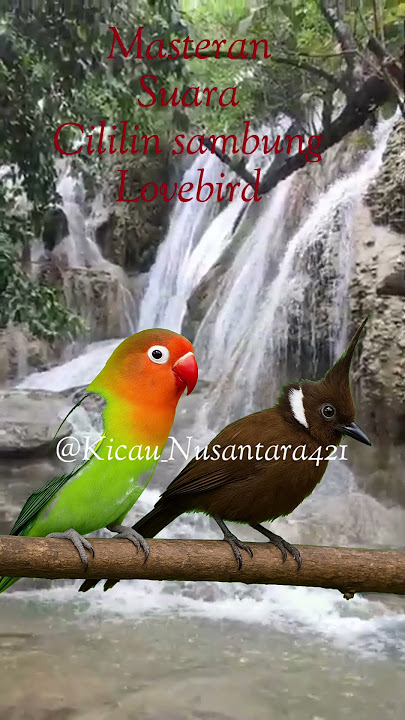 Suara Masteran Cililin Sambung Lovebird   Gemericik Air Bikin Gacor Cepat!