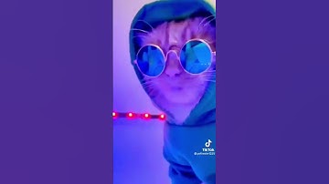 Cat Disco