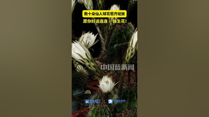 数十朵仙人球花苞齐绽放，愿视频前你的好运连连，一路生花！