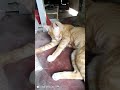 my simba Baba ku subscriber