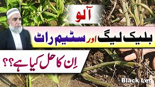 How to control Black Leg and Stem Rot diseases of potato || Crop